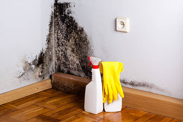 Water damage restoration mold remediation in Martin, TN